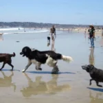 Playas para Perros en la Comunidad Valenciana 2025