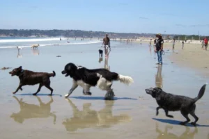 Perros en la playa de valencia