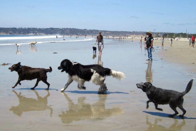Perros en la playa de valencia